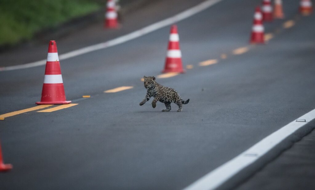 baby Jaguar