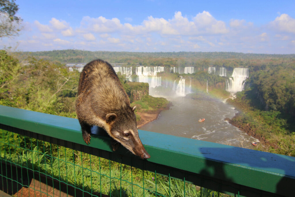 Skunk - Iguazu falls