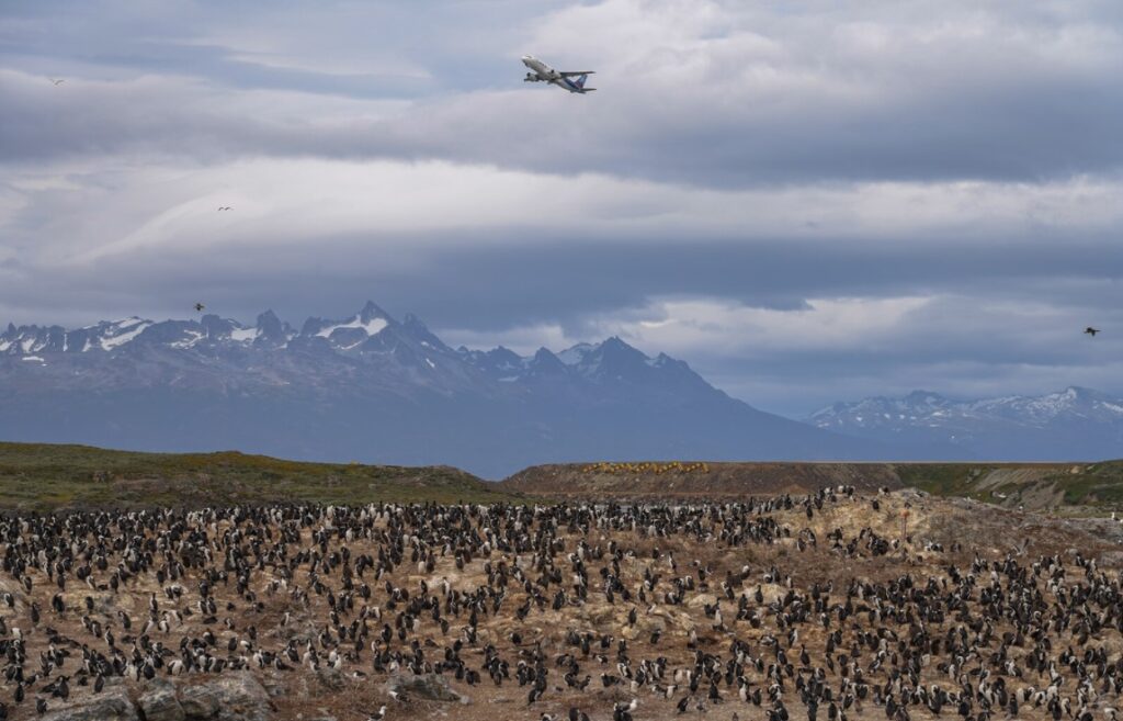 Ushuaia Penguins
