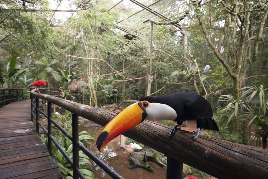 Bird Park (Brazil)