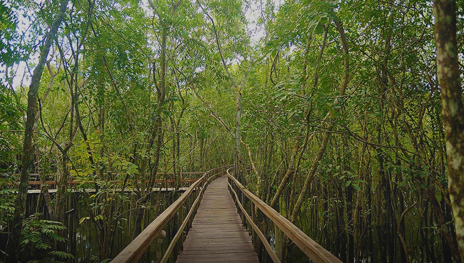 Amazon River Jungle Tour