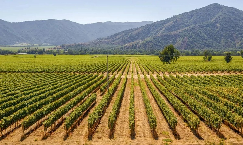 Visit to vineyard and wine tasting Chile