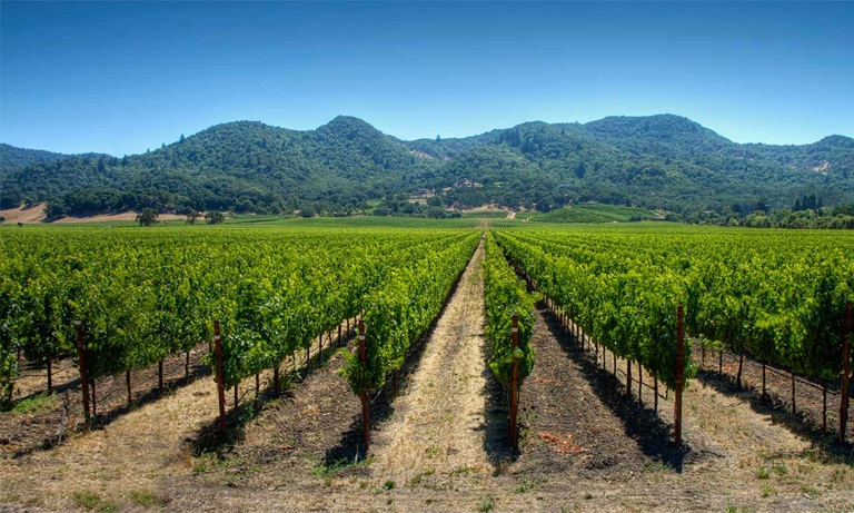 Vineyard and Wine tasting San Antonio Cruise Port Tour